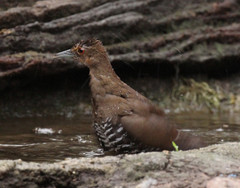 Rallina eurizonoides