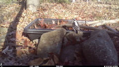 Dryobates pubescens pubescens