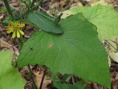 Lactuca triangulata