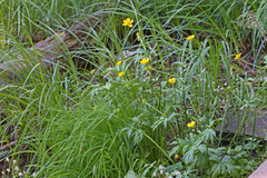 Ranunculus orthorhynchus platyphyllus