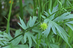 Ranunculus orthorhynchus platyphyllus