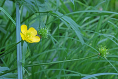 Ranunculus orthorhynchus platyphyllus