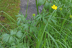 Ranunculus orthorhynchus platyphyllus