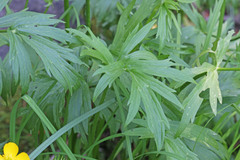 Ranunculus orthorhynchus platyphyllus