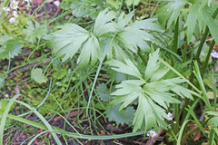 Ranunculus orthorhynchus platyphyllus