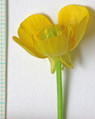 Ranunculus orthorhynchus platyphyllus