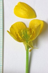 Ranunculus orthorhynchus platyphyllus