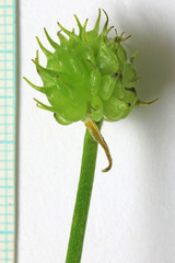 Ranunculus orthorhynchus platyphyllus