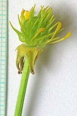 Ranunculus orthorhynchus platyphyllus