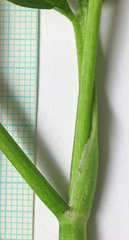 Ranunculus orthorhynchus platyphyllus