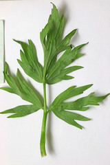 Ranunculus orthorhynchus platyphyllus