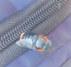 Osca lata