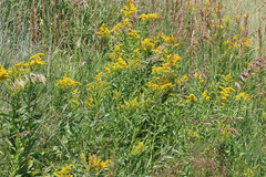 Solidago lepida salebrosa