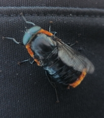 Osca lata