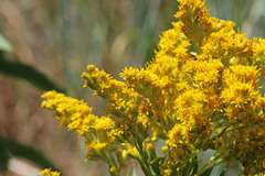 Solidago lepida salebrosa
