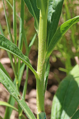 Solidago lepida salebrosa