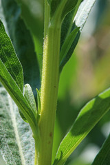 Solidago lepida salebrosa