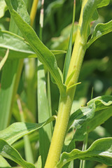 Solidago lepida salebrosa