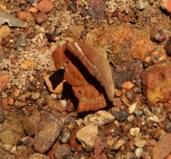 Abisara echerius
