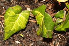 Hedera colchica