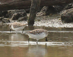 Calidris pygmaea