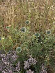 Echinops spinosissimus