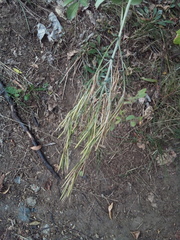 Erysimum marschallianum