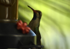 Cynanthus latirostris