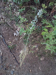 Erysimum marschallianum