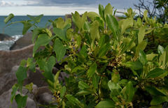 Tinospora smilacina