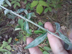 Erysimum marschallianum