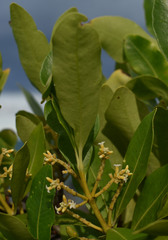 Alyxia spicata
