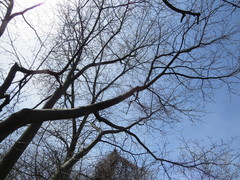 Amelanchier arborea arborea