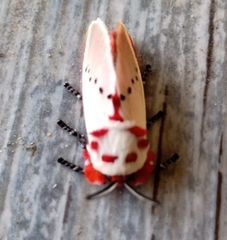 Trosia nigropunctigera