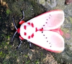 Trosia nigropunctigera