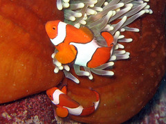 Amphiprion percula