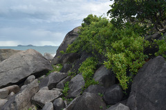 Alyxia spicata