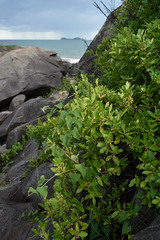 Alyxia spicata