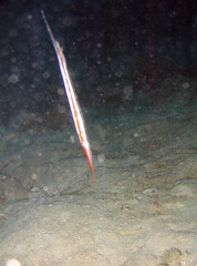 Centriscus scutatus