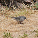 Ash-breasted Sierra-Finch - Photo (c) Carol Foil, some rights reserved (CC BY-NC-ND)
