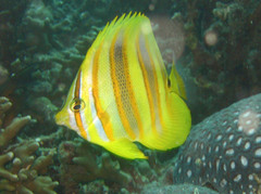 Chaetodon rainfordi