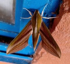 Xylophanes resta