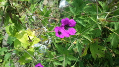 Geranium psilostemon