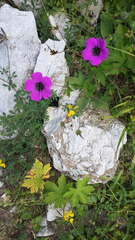 Geranium psilostemon