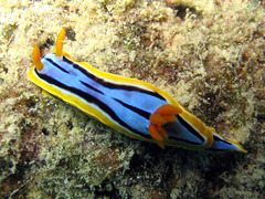 Chromodoris elisabethina