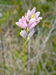 Ixia orientalis