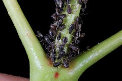 Periphyllus testudinaceus