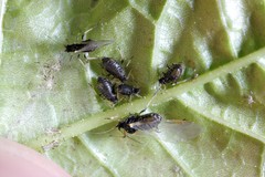 Periphyllus testudinaceus