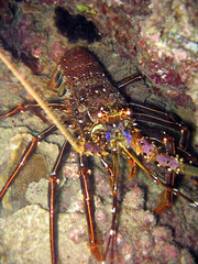 Panulirus longipes bispinosus