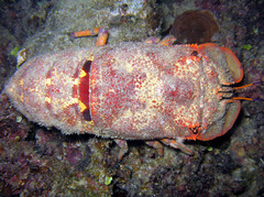 Scyllarides squammosus